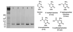Methylated cytosine DNA standard kit. GTX400004